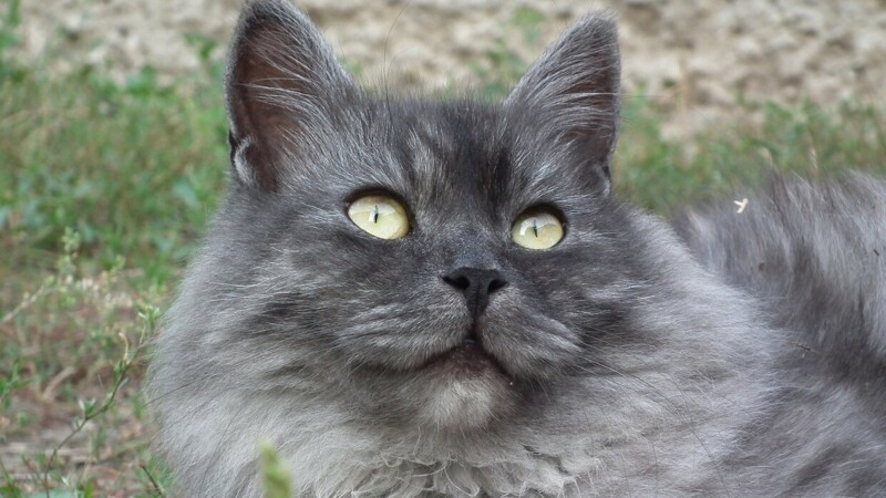 Редкие, необычные и потрясающе эффектные: 10 самых красивых кошек мира