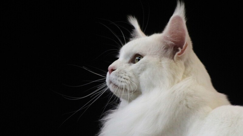 Редкие, необычные и потрясающе эффектные: 10 самых красивых кошек мира