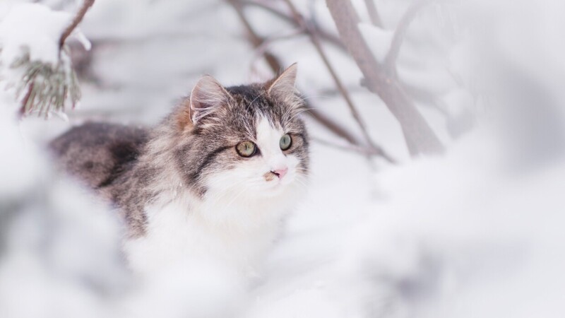 Редкие, необычные и потрясающе эффектные: 10 самых красивых кошек мира