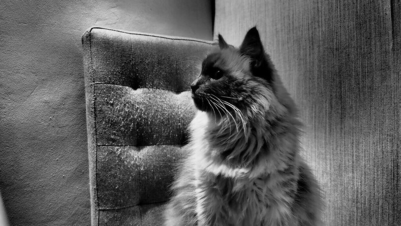 Редкие, необычные и потрясающе эффектные: 10 самых красивых кошек мира