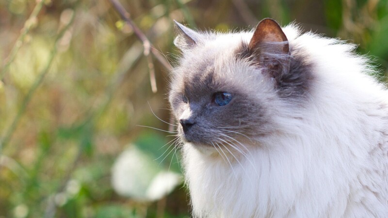 Редкие, необычные и потрясающе эффектные: 10 самых красивых кошек мира