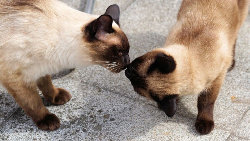 Редкие, необычные и потрясающе эффектные: 10 самых красивых кошек мира