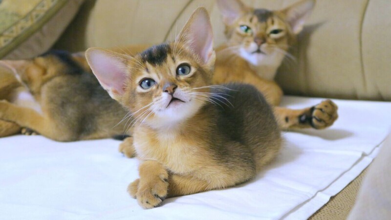 Абиссинский.