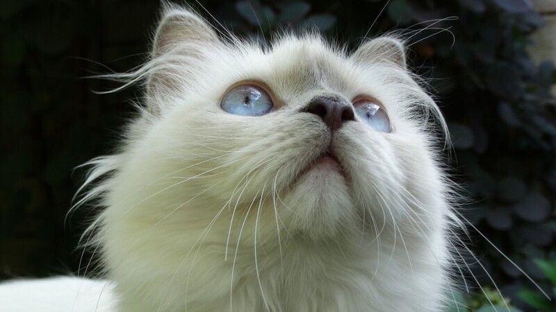 Редкие, необычные и потрясающе эффектные: 10 самых красивых кошек мира