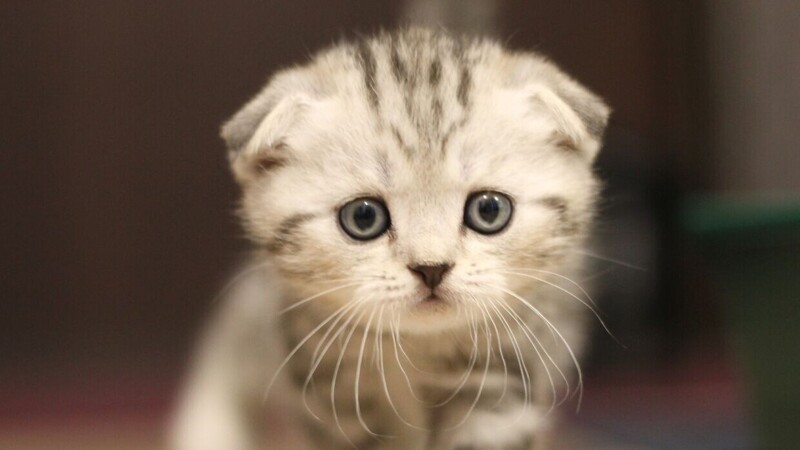 Редкие, необычные и потрясающе эффектные: 10 самых красивых кошек мира