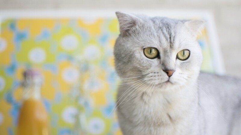 Редкие, необычные и потрясающе эффектные: 10 самых красивых кошек мира