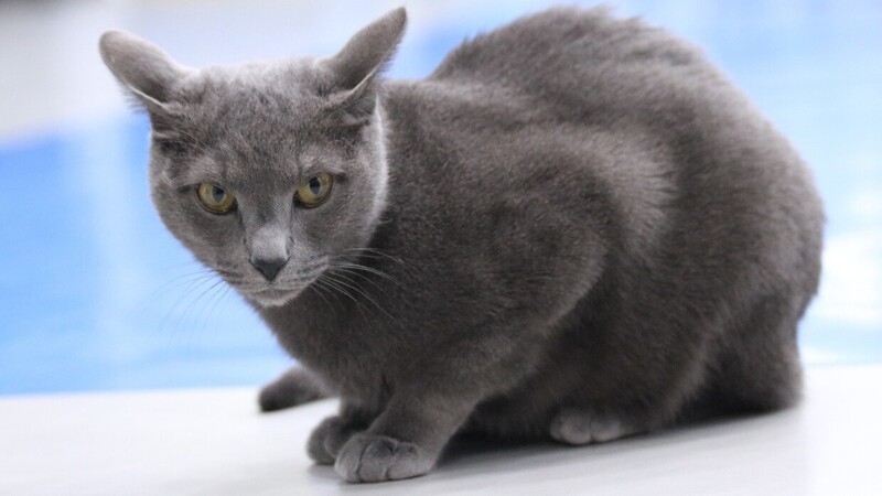 Редкие, необычные и потрясающе эффектные: 10 самых красивых кошек мира