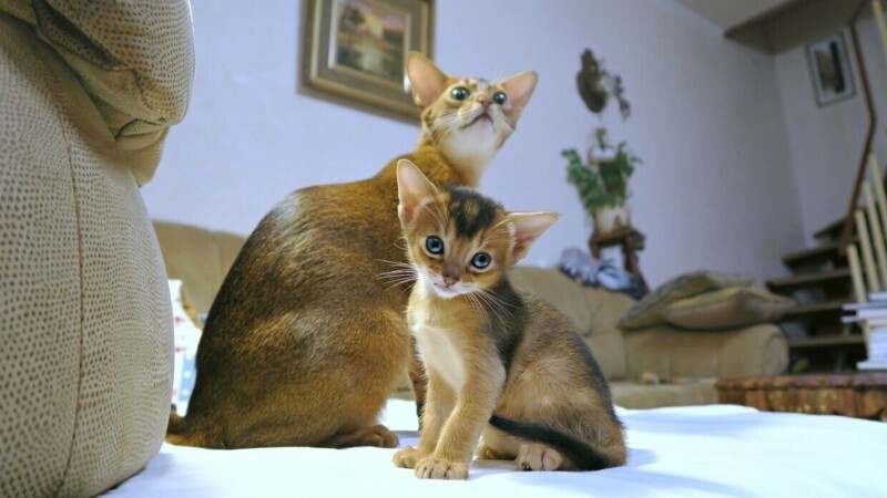 Редкие, необычные и потрясающе эффектные: 10 самых красивых кошек мира