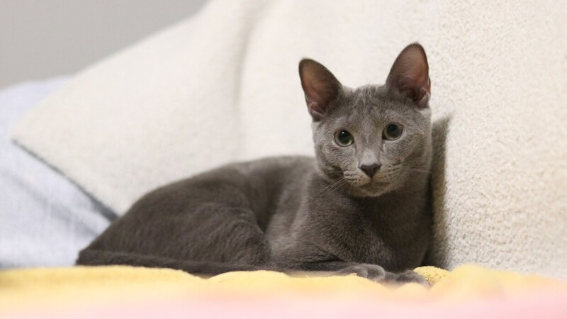 Редкие, необычные и потрясающе эффектные: 10 самых красивых кошек мира