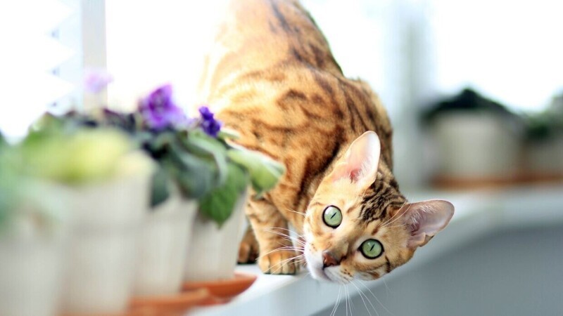 Редкие, необычные и потрясающе эффектные: 10 самых красивых кошек мира