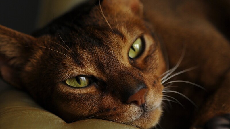 Редкие, необычные и потрясающе эффектные: 10 самых красивых кошек мира