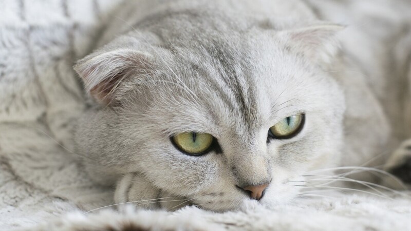 Редкие, необычные и потрясающе эффектные: 10 самых красивых кошек мира