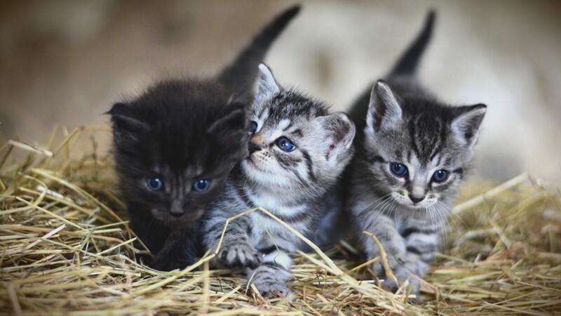 Фотографии самых красивых кошек.