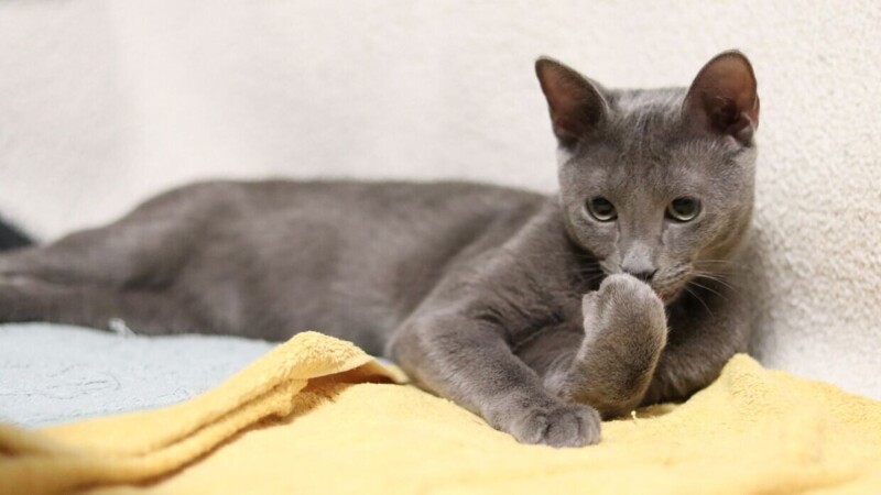 Редкие, необычные и потрясающе эффектные: 10 самых красивых кошек мира