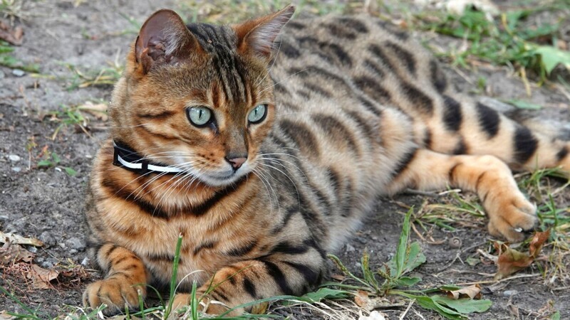 Редкие, необычные и потрясающе эффектные: 10 самых красивых кошек мира