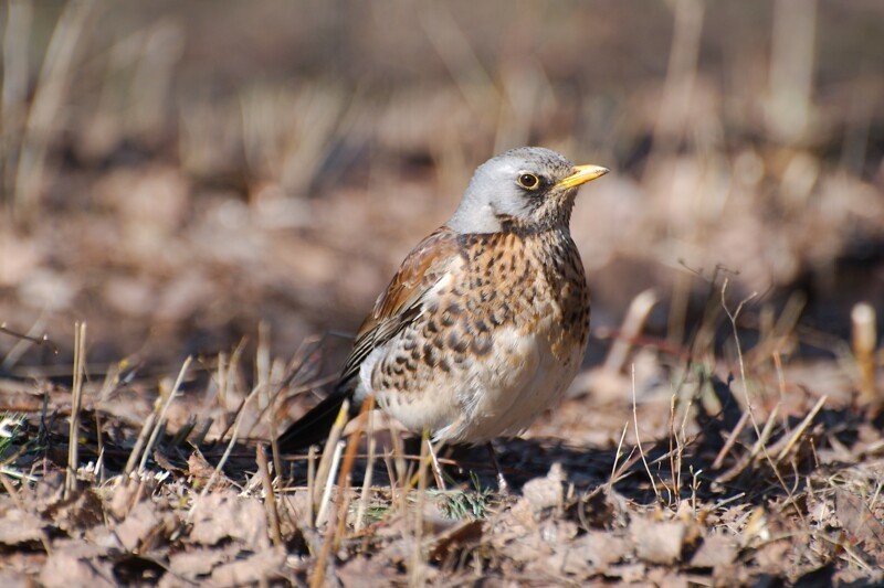 европейский дрозд и интересные факты о нем европейский дрозд и интересные факты о нем