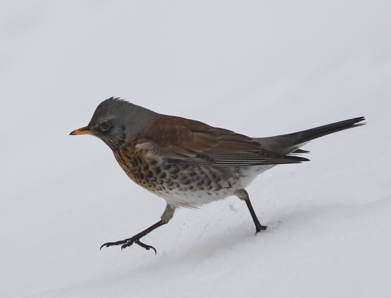 европейский дрозд и интересные факты о нем европейский дрозд и интересные факты о нем