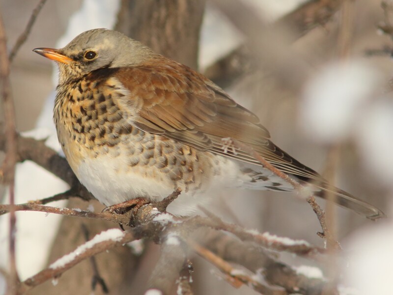 европейский дрозд и интересные факты о нем европейский дрозд и интересные факты о нем
