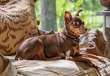 Цвергпинчер