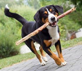 Энтлебухер зенненхунд Энтлебухер зенненхунд