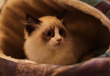 Тряпичная кукла