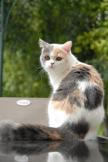 Шотландский прямоухий кот