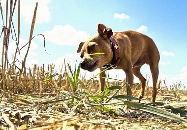 Цвергпинчер