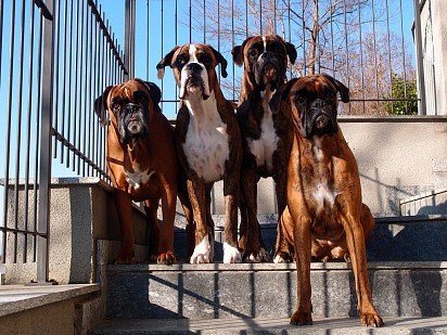 Команда боксеров