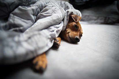 Я останусь дома сегодня