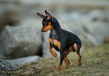 Цвергпинчер