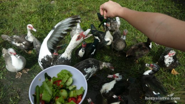 Индоутка: разведение, содержание, уход, выращивание, кормление индоутки в домашних условиях для начинающих