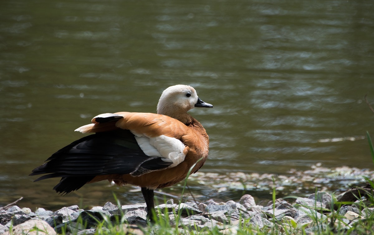 Фото: Огарская утка