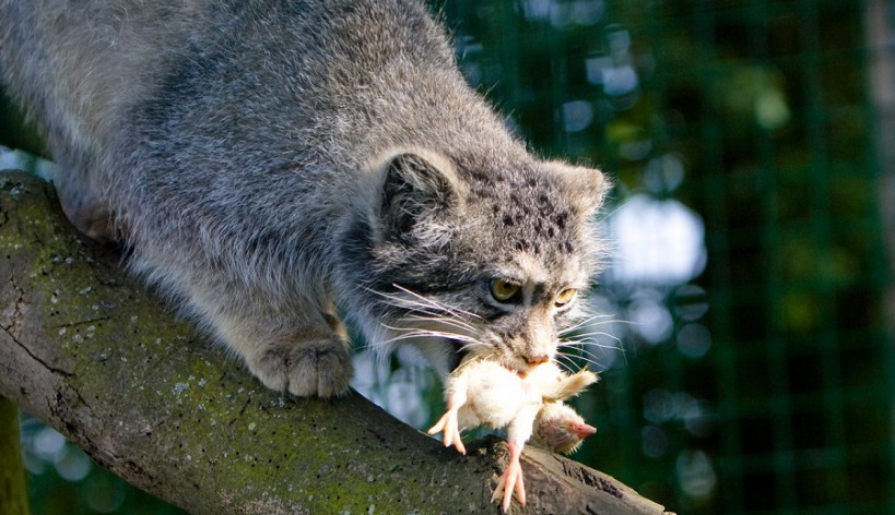 Манул с добычей Дикий кот манул
