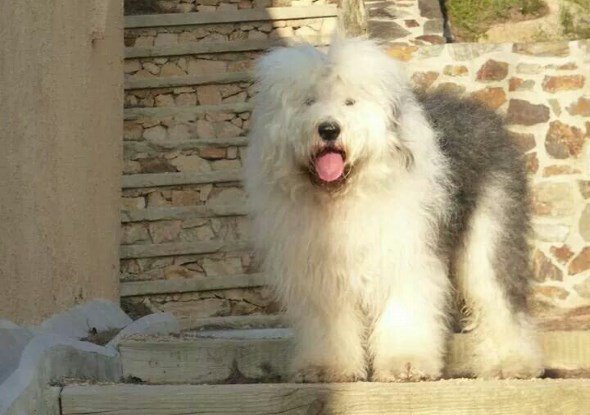 Собака бобтейл (староанглийская овчарка) — описание породы, правила содержания