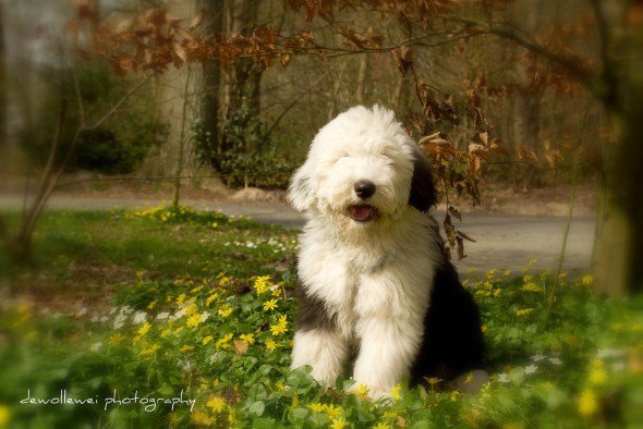 Собака бобтейл (староанглийская овчарка) — описание породы, правила содержания