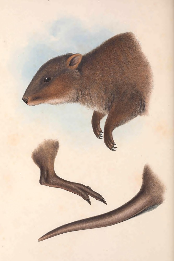 Удивительные животные Австралии, обитающие только на континенте