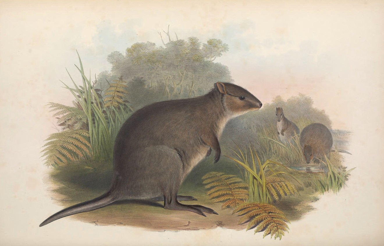 Удивительные животные Австралии, обитающие только на континенте