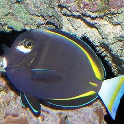 Японский хирург