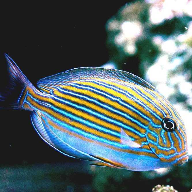 Полосатый хирург