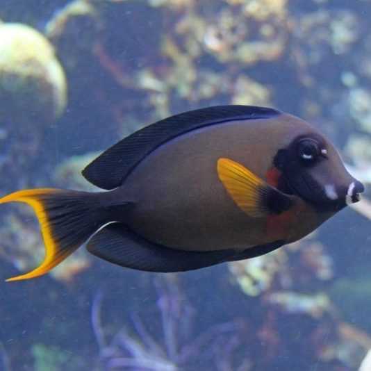 Шоколадный хирург