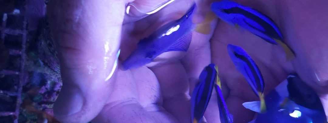 Рыба-хирург