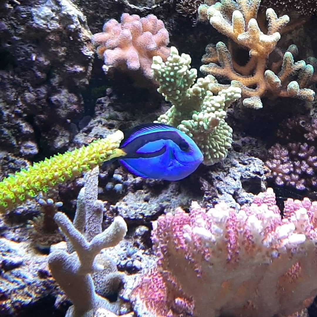 синий хирург