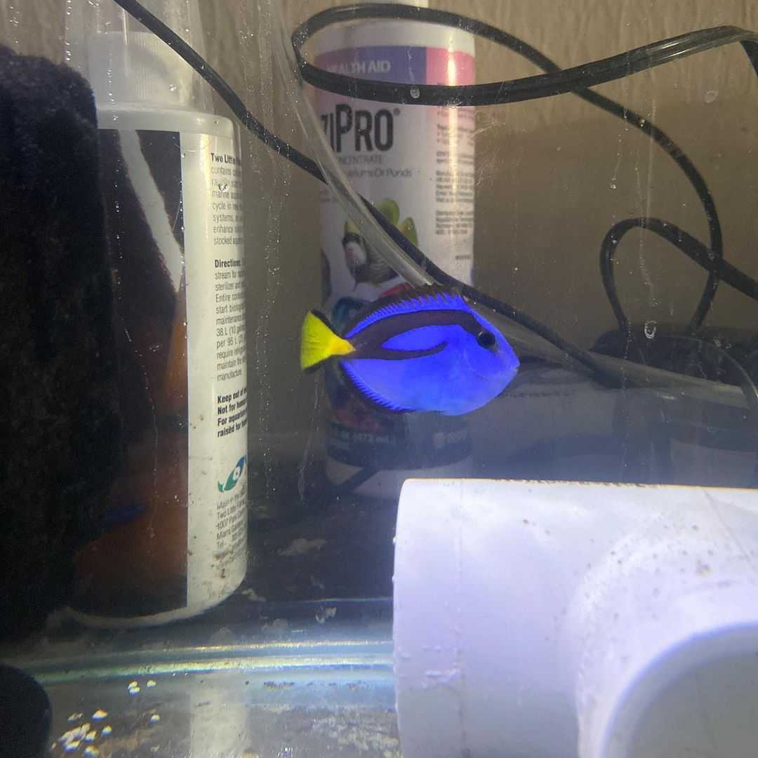 аквариумная рыба-хирург