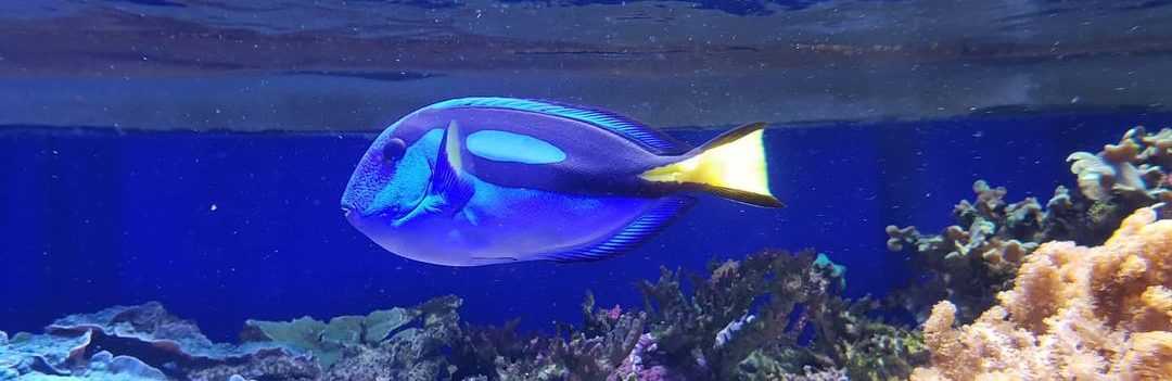 хирургическая рыба