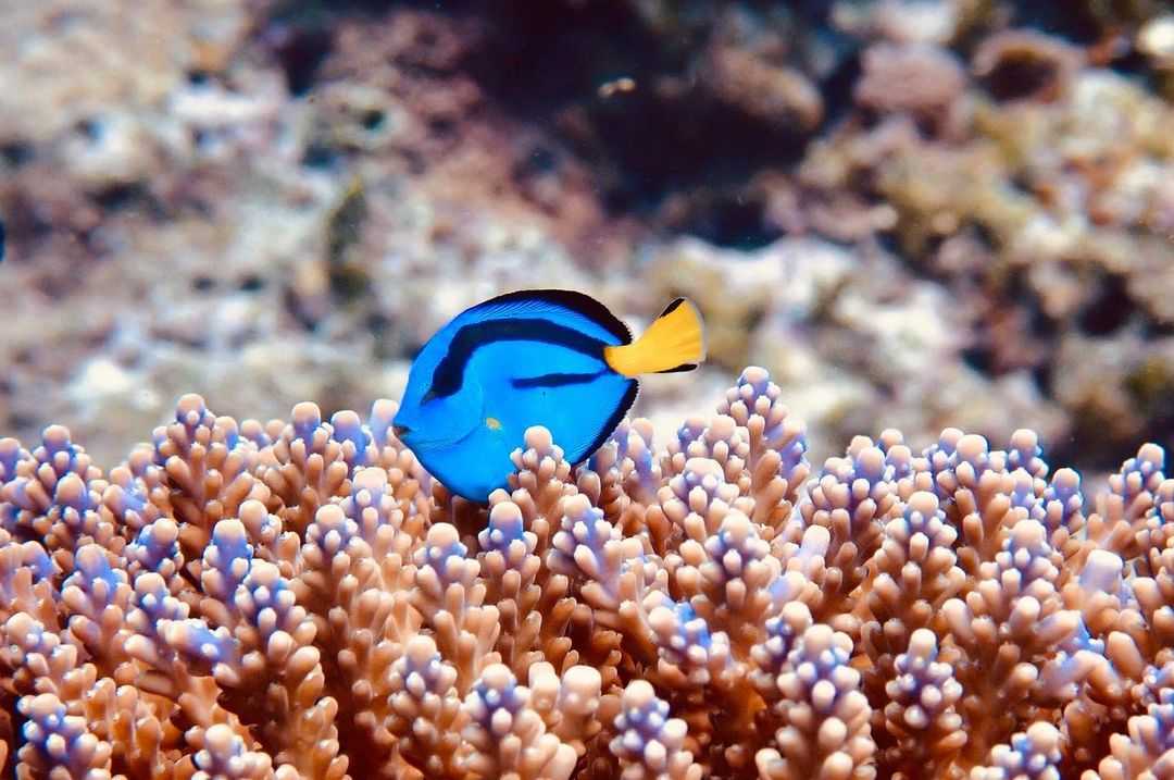 синяя рыба-хирург