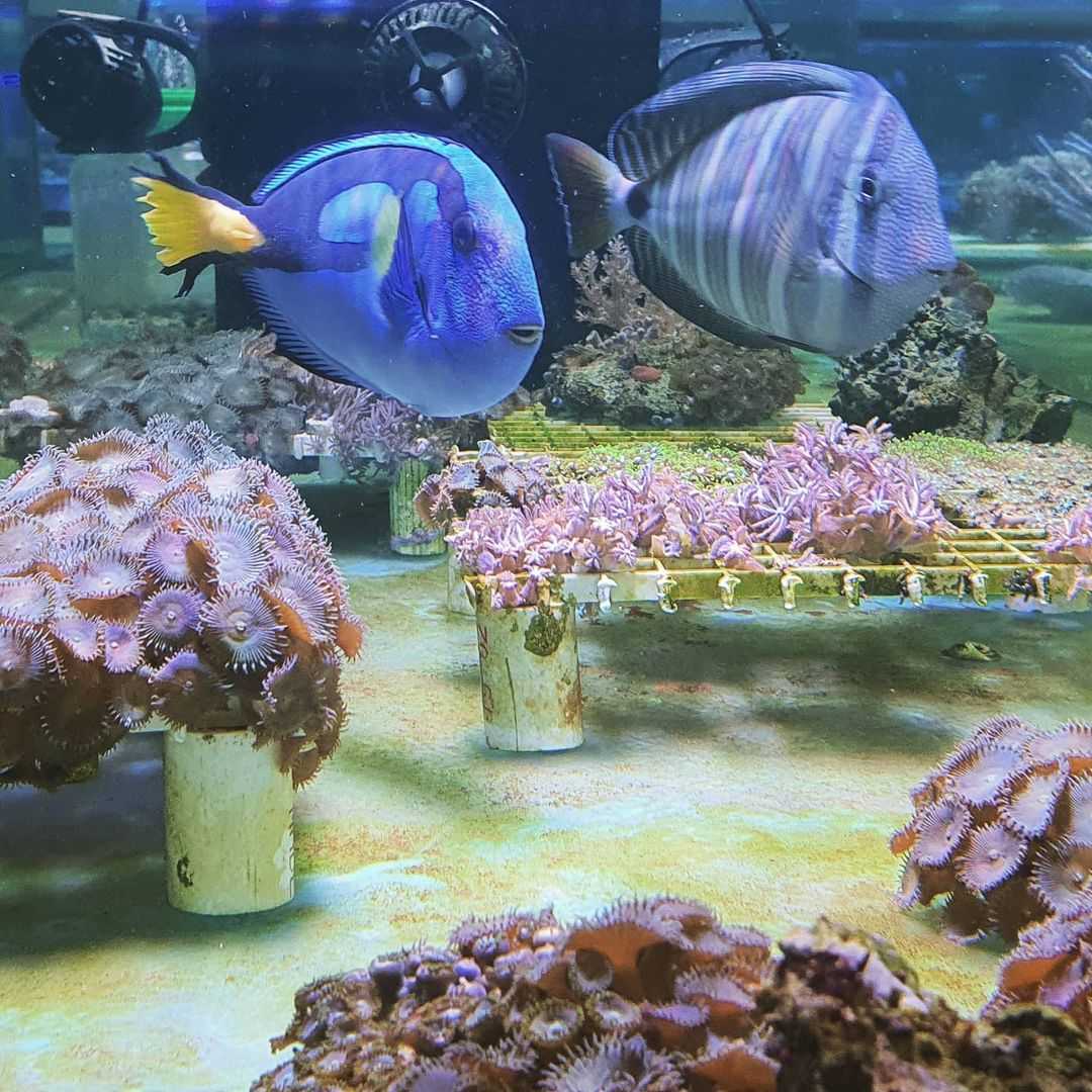 синяя рыба-хирург