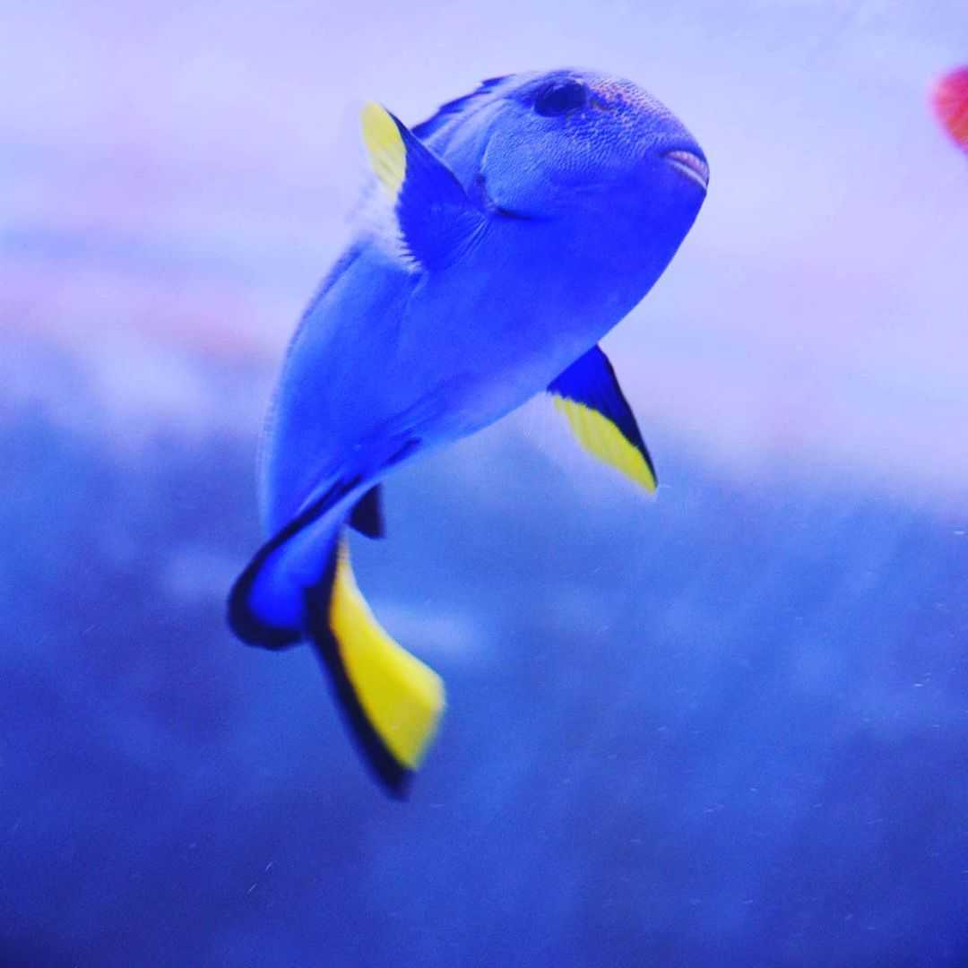 хирург синий королевский