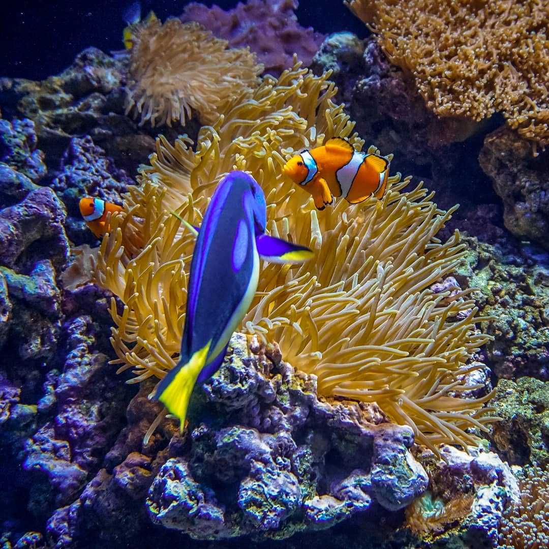 Рыба-хирург и клоун