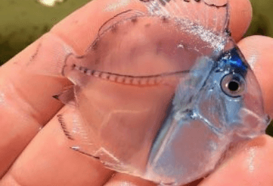 Маленький хирург