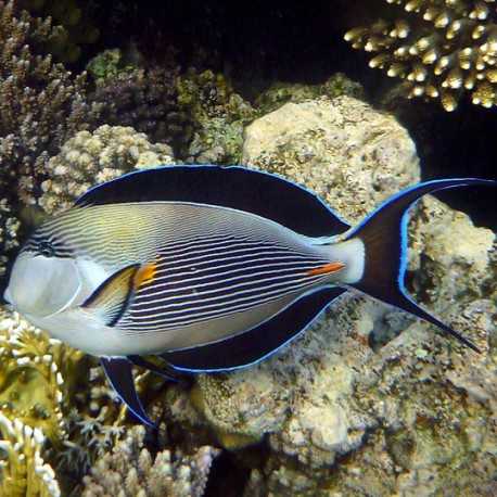 Арабский хирург